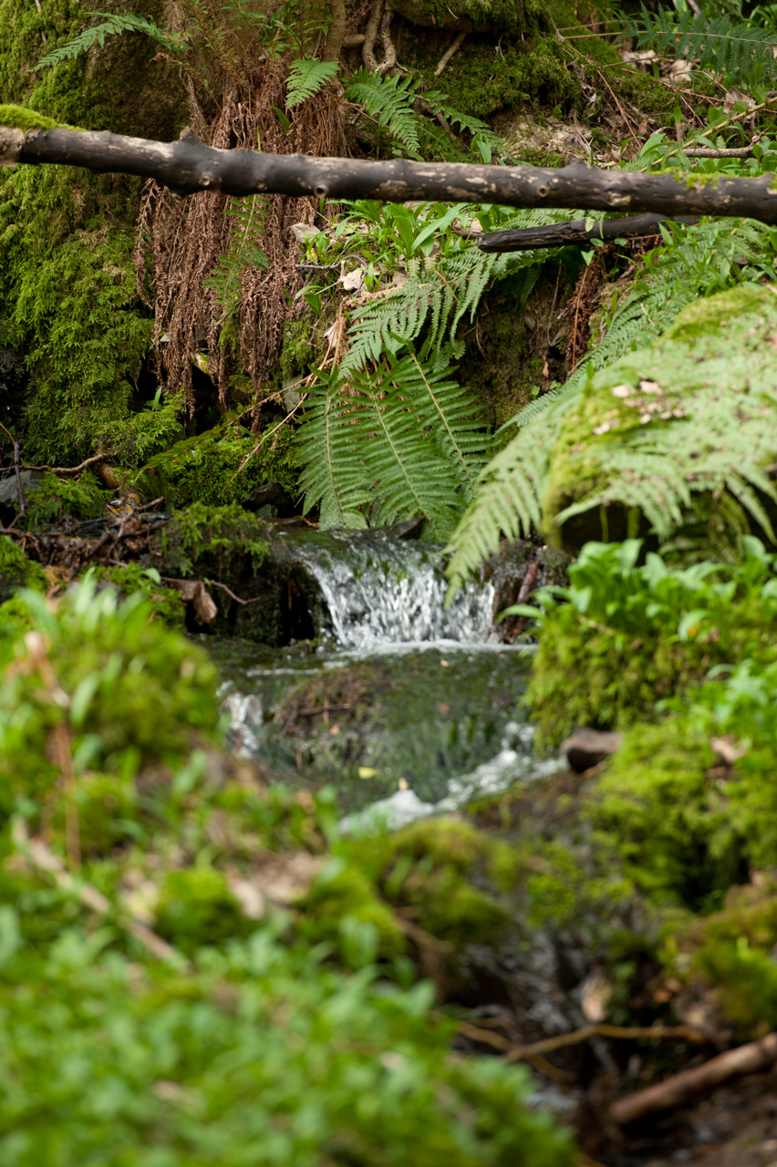 A trip to Devil’s Glen