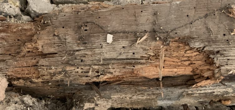 Opening up the nook, rotten wood, why is the bathroom so high? Opening up the nook, rotten wood, why is the bathroom so high?