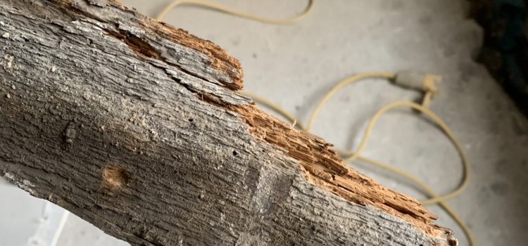 Structural issues, more damp Structural issues, more damp