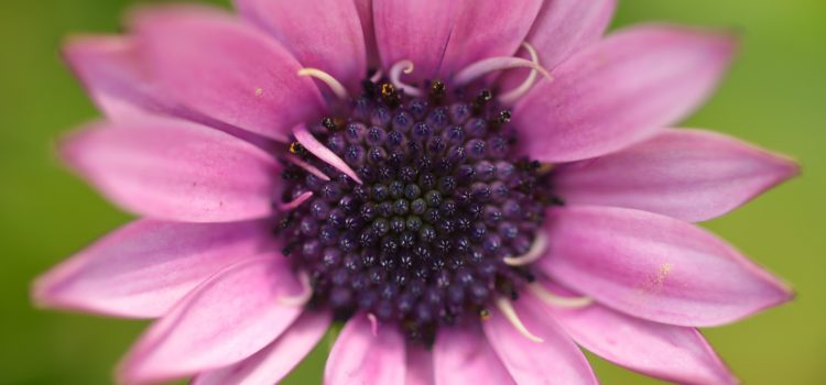 Garden macro Garden macro