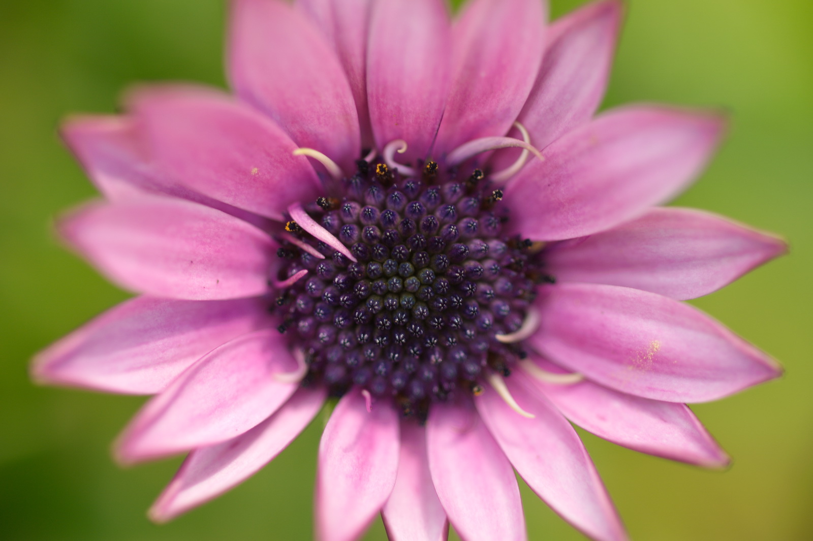 Garden macro