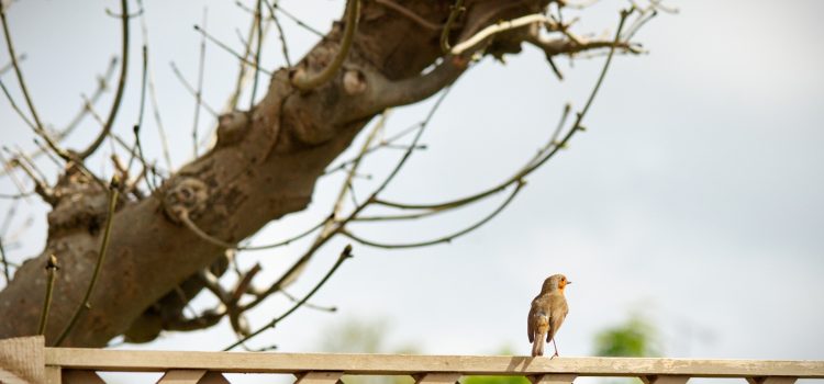 Garden Robins Garden Robins