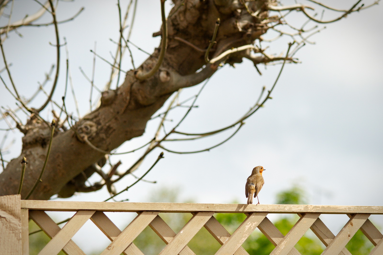 Garden Robins