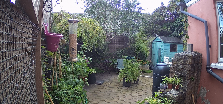 Birds! A view of a garden, showing a blue tit eating from a feeder.