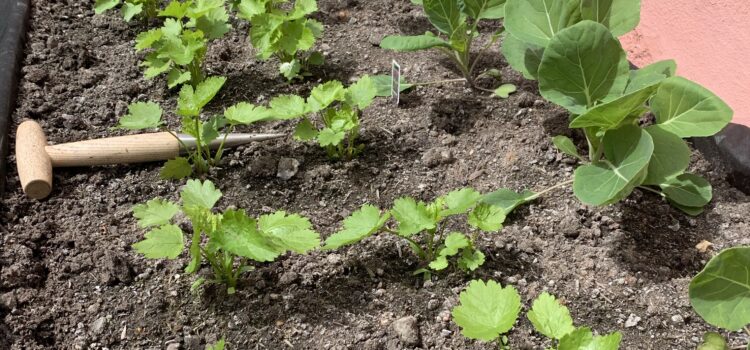 Plant growth Plant growth