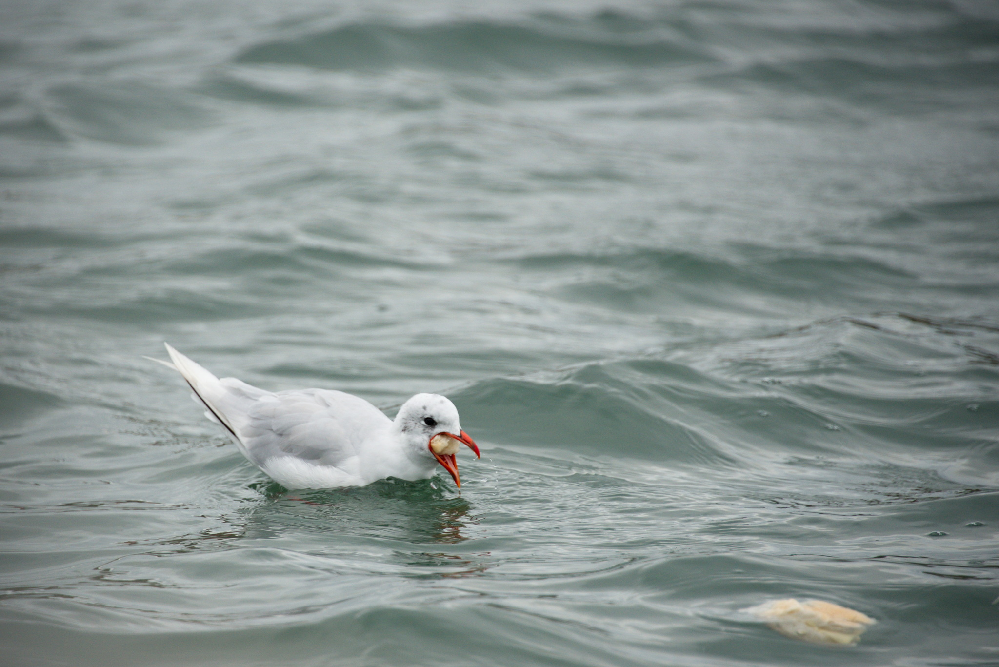 A Sailing Holiday – Greystones to Dun Laoghaire