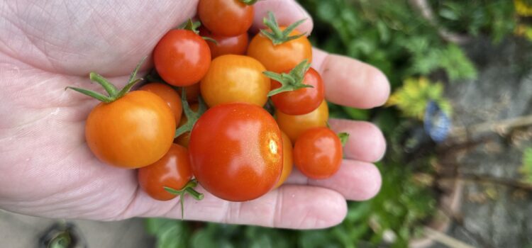 A summer of tomatoes