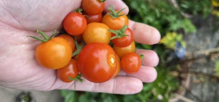 A summer of tomatoes A summer of tomatoes