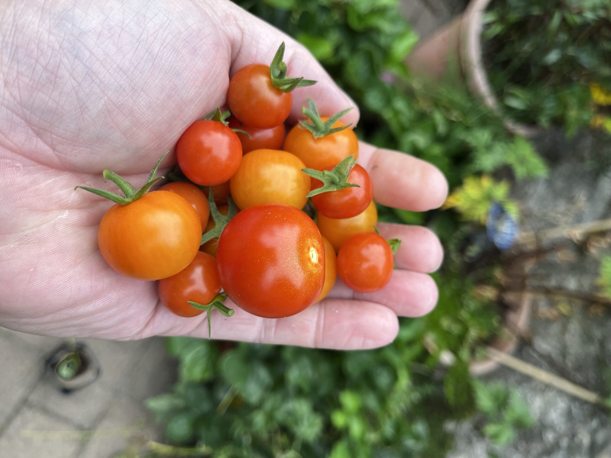 A summer of tomatoes